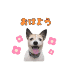 ラッセルたらちゃんいくらちゃん！（個別スタンプ：3）
