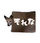 ラッセルたらちゃんいくらちゃん！（個別スタンプ：5）