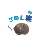ラッセルたらちゃんいくらちゃん！（個別スタンプ：6）