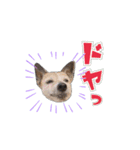 ラッセルたらちゃんいくらちゃん！（個別スタンプ：8）