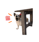 ラッセルたらちゃんいくらちゃん！（個別スタンプ：13）