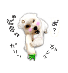 わんことさんぽ（個別スタンプ：1）