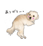 わんことさんぽ（個別スタンプ：2）