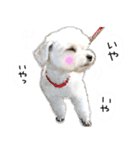わんことさんぽ（個別スタンプ：3）