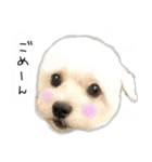 わんことさんぽ（個別スタンプ：4）