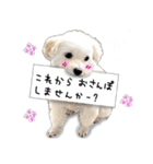 わんことさんぽ（個別スタンプ：5）