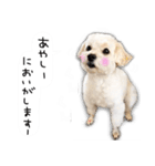 わんことさんぽ（個別スタンプ：6）