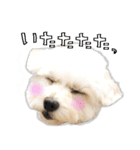 わんことさんぽ（個別スタンプ：7）