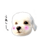 わんことさんぽ（個別スタンプ：8）