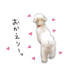 わんことさんぽ（個別スタンプ：9）