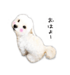 わんことさんぽ（個別スタンプ：11）