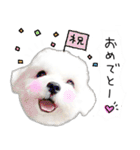 わんことさんぽ（個別スタンプ：12）