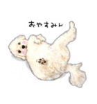 わんことさんぽ（個別スタンプ：13）