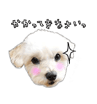 わんことさんぽ（個別スタンプ：15）