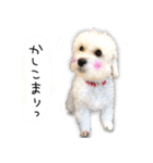 わんことさんぽ（個別スタンプ：16）