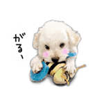 わんことさんぽ（個別スタンプ：17）