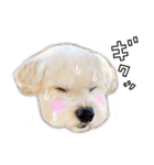 わんことさんぽ（個別スタンプ：19）
