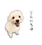 わんことさんぽ（個別スタンプ：21）