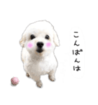 わんことさんぽ（個別スタンプ：22）