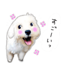 わんことさんぽ（個別スタンプ：25）