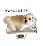 わんことさんぽ（個別スタンプ：26）