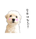 わんことさんぽ（個別スタンプ：29）