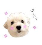 わんことさんぽ（個別スタンプ：30）