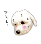 わんことさんぽ（個別スタンプ：32）