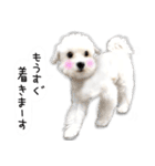 わんことさんぽ（個別スタンプ：35）