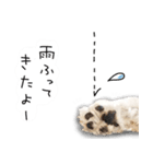 わんことさんぽ（個別スタンプ：36）
