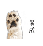 わんことさんぽ（個別スタンプ：37）