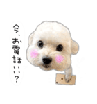 わんことさんぽ（個別スタンプ：39）