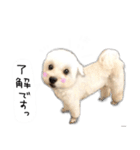 わんことさんぽ（個別スタンプ：40）