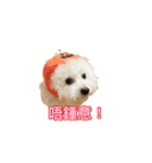 ビション わらび（個別スタンプ：2）