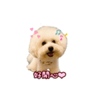 ビション わらび（個別スタンプ：3）