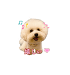 ビション わらび（個別スタンプ：7）