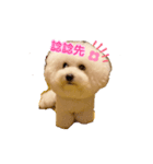 ビション わらび（個別スタンプ：11）