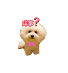ビション わらび（個別スタンプ：13）