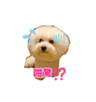 ビション わらび（個別スタンプ：15）