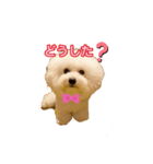 ビション わらび（個別スタンプ：16）
