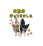 ぼくらはハッピーな保護犬さ！（個別スタンプ：5）