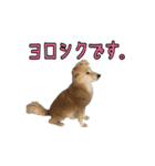 ぼくらはハッピーな保護犬さ！（個別スタンプ：7）