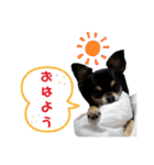 【日常】チワワのくるみ（個別スタンプ：1）