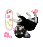 【日常】チワワのくるみ（個別スタンプ：6）