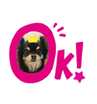【日常】チワワのくるみ（個別スタンプ：10）