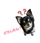 【日常】チワワのくるみ（個別スタンプ：15）
