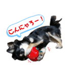 【日常】チワワのくるみ（個別スタンプ：25）
