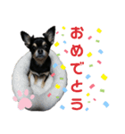 【日常】チワワのくるみ（個別スタンプ：27）