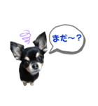 【日常】チワワのくるみ（個別スタンプ：30）
