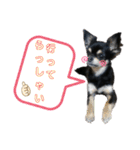 【日常】チワワのくるみ（個別スタンプ：34）